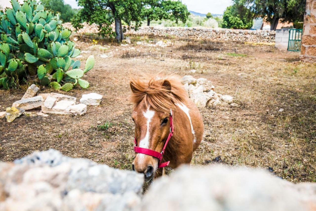 קמפוס Finca Agroturismo Sa Cova Den Borino מראה חיצוני תמונה